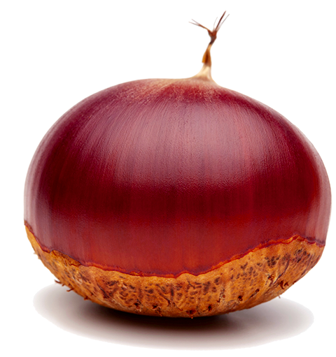 山口県岩国市 やましろブランド認定品｜やましろの恵み